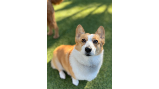 A Corgi with a white and tan coat sits attentively on green grass, with blurred sunlight and another dog partially visible in the background.