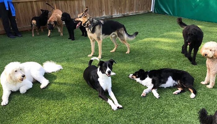 Several dogs of various breeds relax and play on a grassy enclosed area, with a wooden fence and a person partially visible in the background.