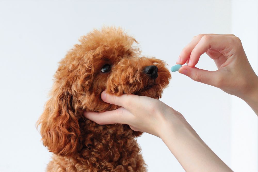 A brown poodle being given a small blue pill by a person, who gently holds the dog's muzzle with one hand.