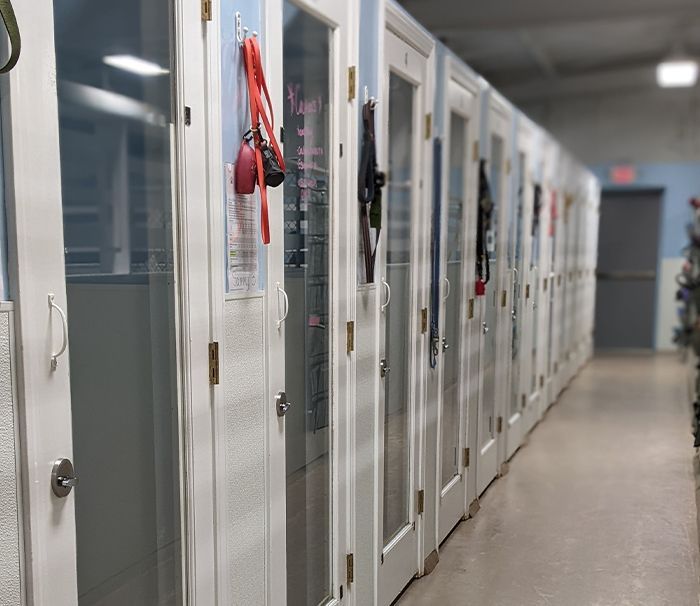 Row of glass-front dog boarding suites with leashes hanging on each door along a clean hallway