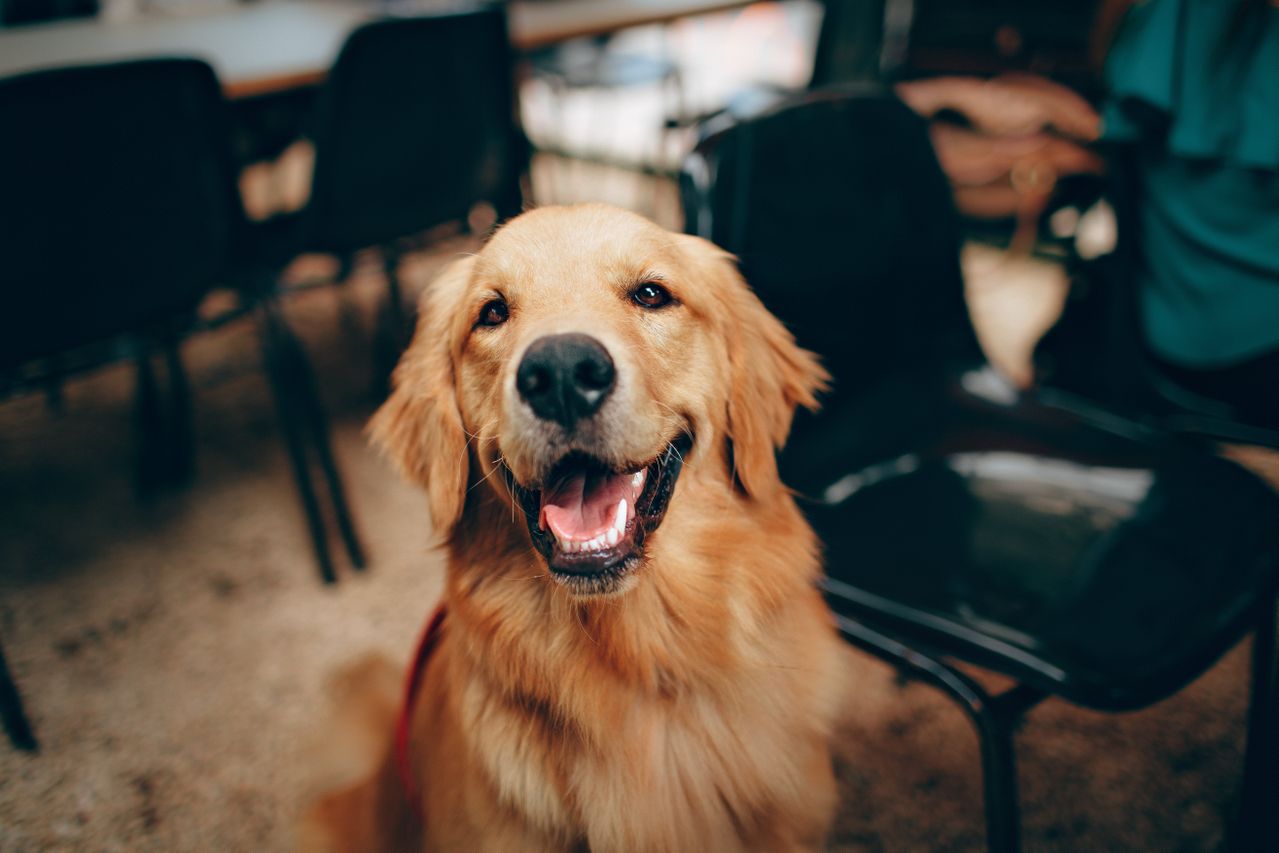 Golden retriever sitting indoors, smiling with mouth open, surrounded by chairs.