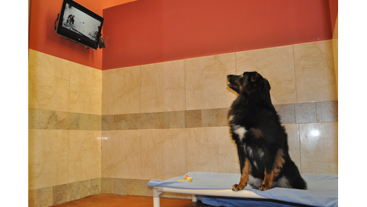 A black and brown dog sits on a cot in a tiled room, watching a wall-mounted TV.