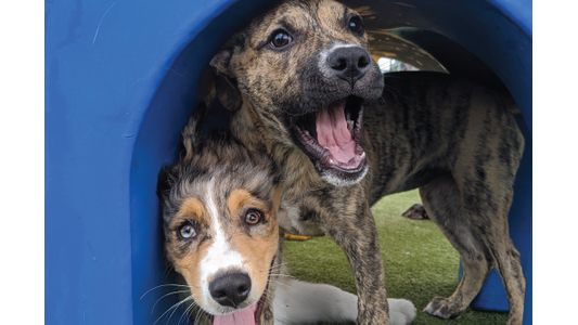 Two playful dogs with open mouths peek out from a blue tunnel on a grassy surface.