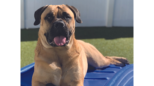 Big dog laying outside