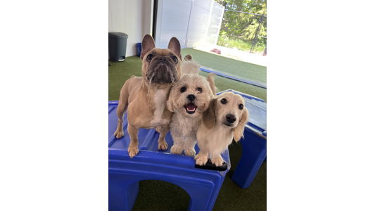 Three small dogs, including a French bulldog, a fluffy white dog, and a cream dachshund, stand on blue play equipment, looking up.