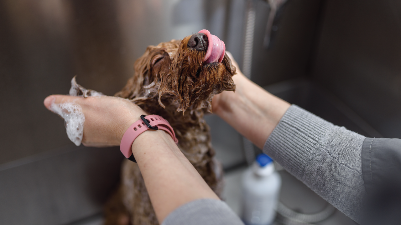 A wet dog covered in soap licks its face while being washed by a person wearing a pink wristwatch and a gray sleeve in a stainless steel sink.