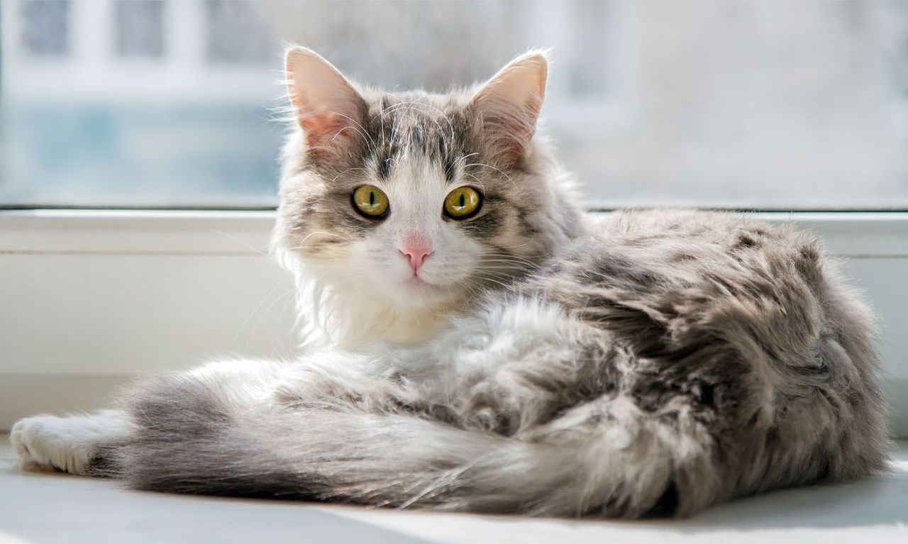 Fluffy gray and white cat with bright yellow eyes lying on a window sill, bathed in sunlight.