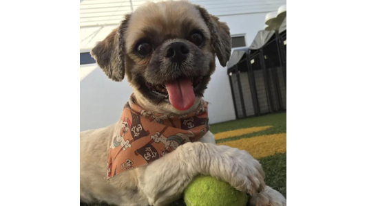 Dog Gallery