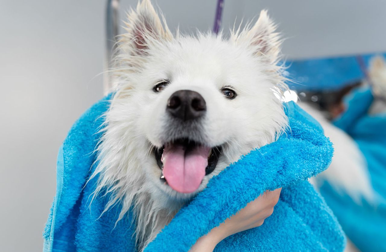 Wet Samoyed dog wrapped in a bright blue towel, tongue out and looking happy after a bath.
