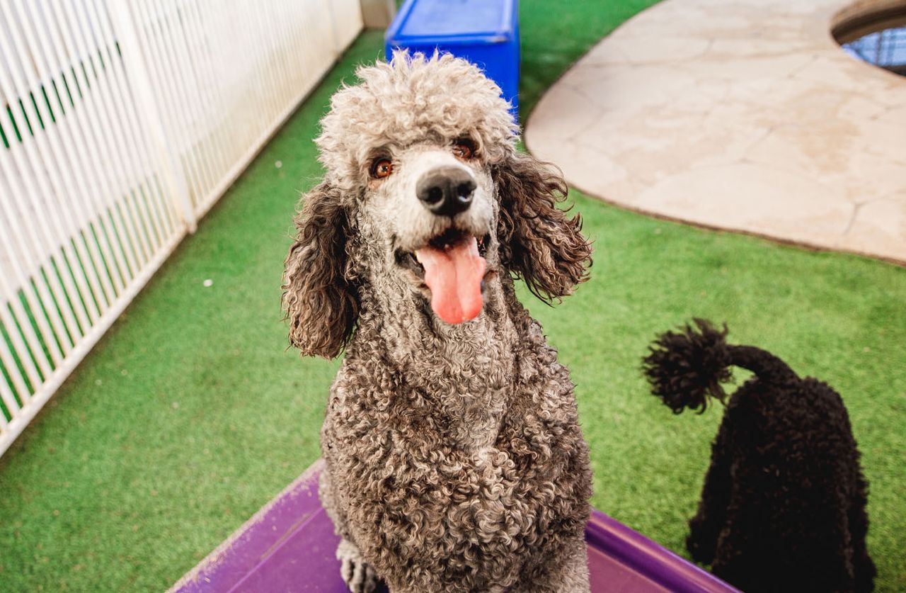 A happy poodle with a curly, gray coat and tongue out sits on a purple platform outside, with another dog partially visible behind.