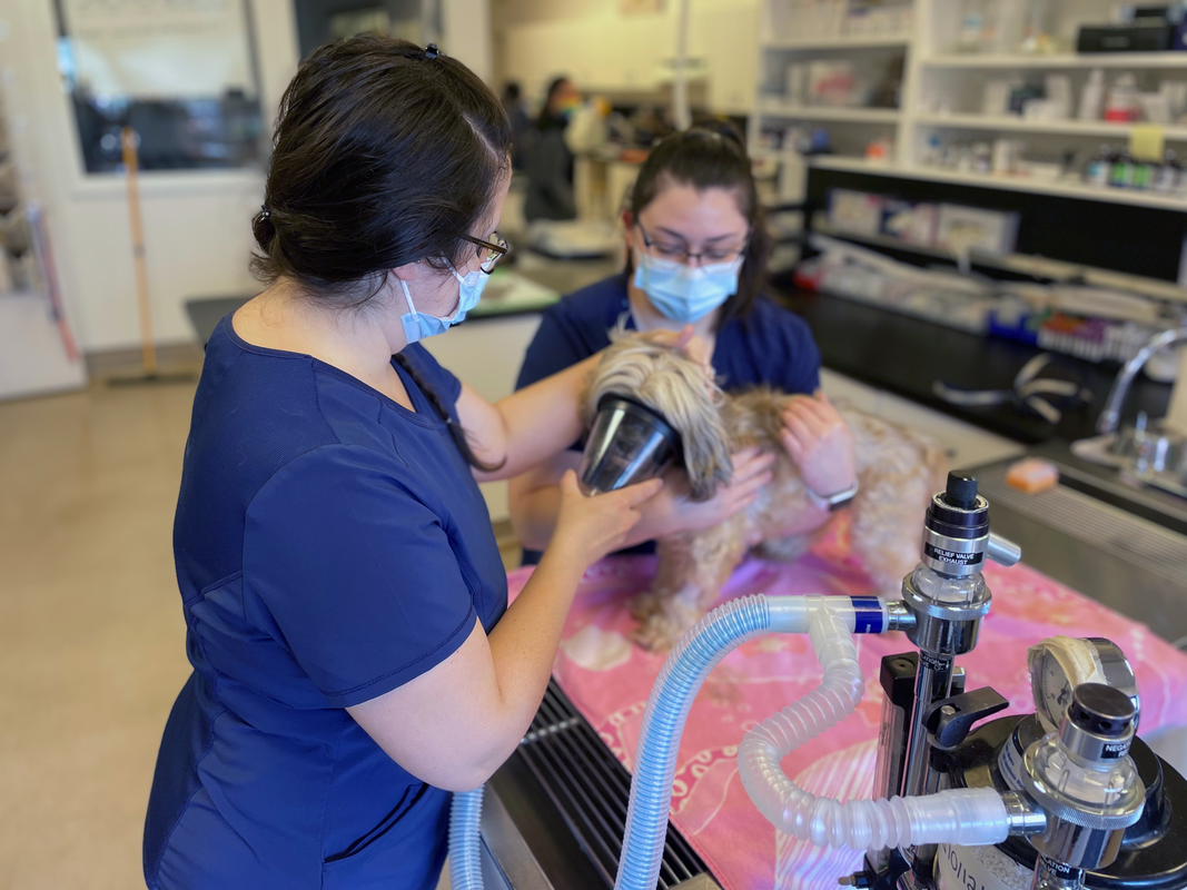 Two veterinary staff in blue scrubs and masks administer anesthesia to a small dog on a table in a clinic.