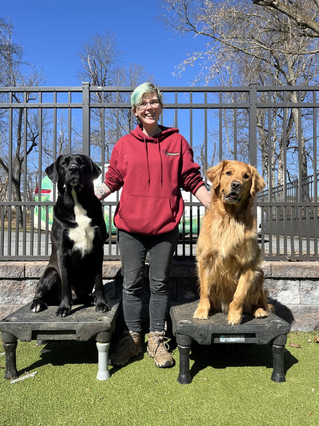 Rivermist team member in a red hoodie stands with a black dog and a golden retriever sitting on platforms in a sunny outdoor area.