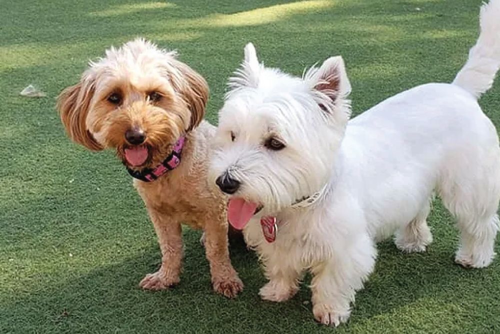 two small, fluffy dogs—one tan and one bright white—standing together on green artificial turf. Both dogs appear happy and relaxed with their mouths open, and they are sporting colorful collars with tags
