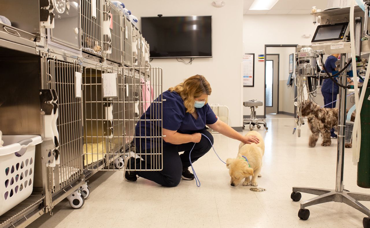 A veterinary staff member kneels to pet a small dog in a clinic, with cages and medical equipment visible in the background.