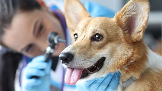 A veterinarian examines a corgi's ear, using an otoscope, while the dog looks content and happy.