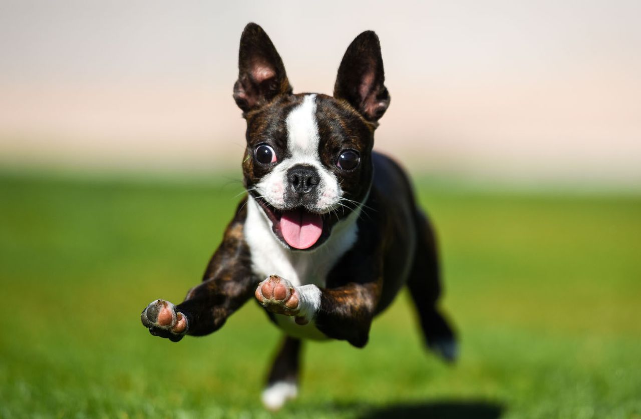 A joyful Boston Terrier puppy running on a green lawn, ears perked up and tongue out.