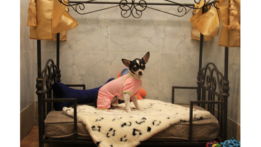 A small dog in a pink outfit sits on a plush dog bed with decorative metal frame, surrounded by toys and a blanket.