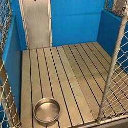 Empty kennel with a metal bowl on a wooden floor, blue walls, and chain-link fencing.
