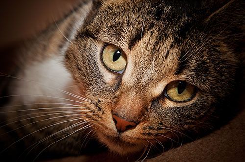 Close-up of a tabby cat with striking yellow eyes and a soft expression, lying down and gazing intently.