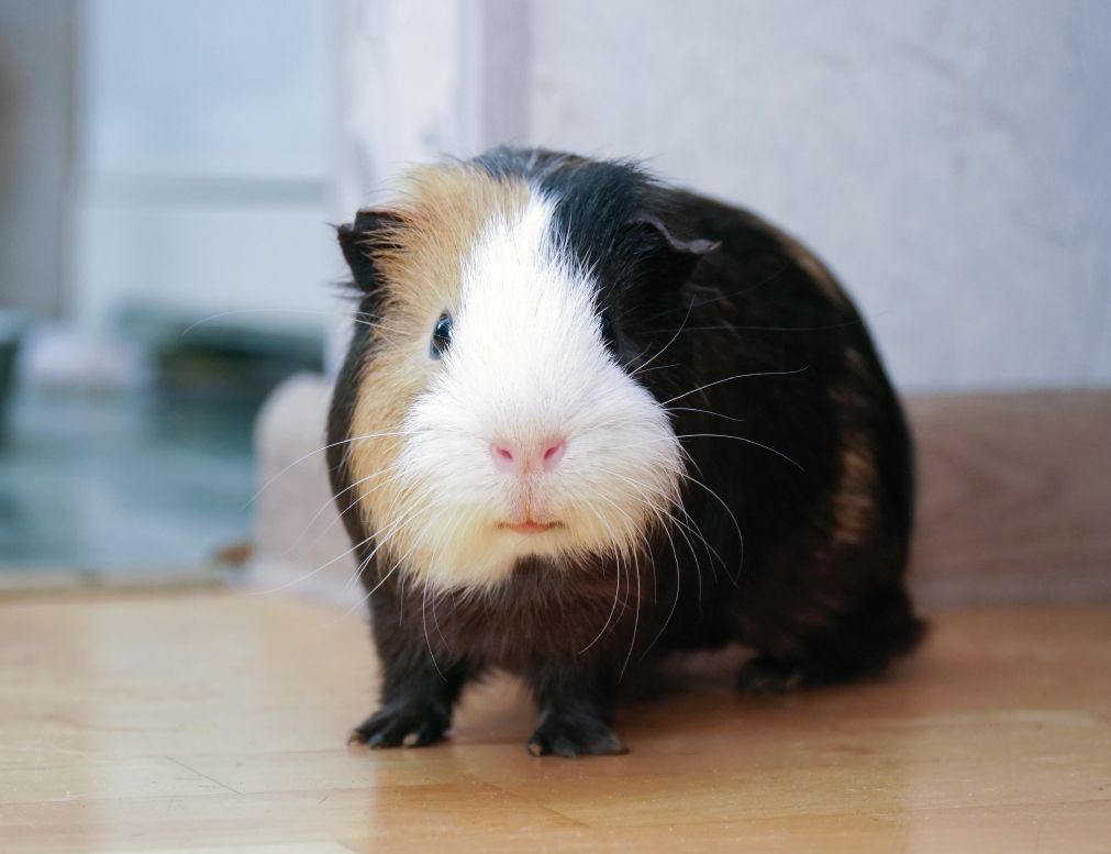 A fluffy guinea pig with brown, black, and white fur stands on a wooden floor, looking towards the camera.