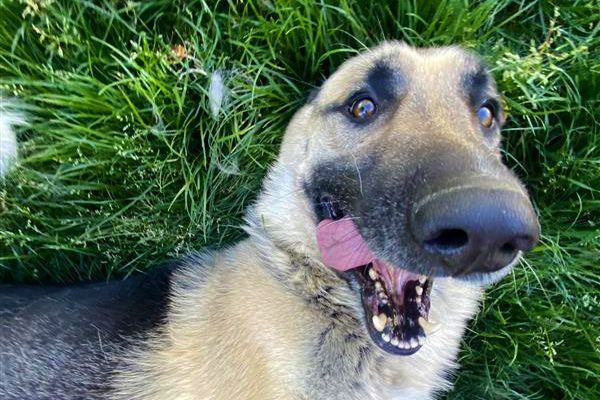 A German Shepherd lying on grass, looking up with a playful expression and tongue sticking out.