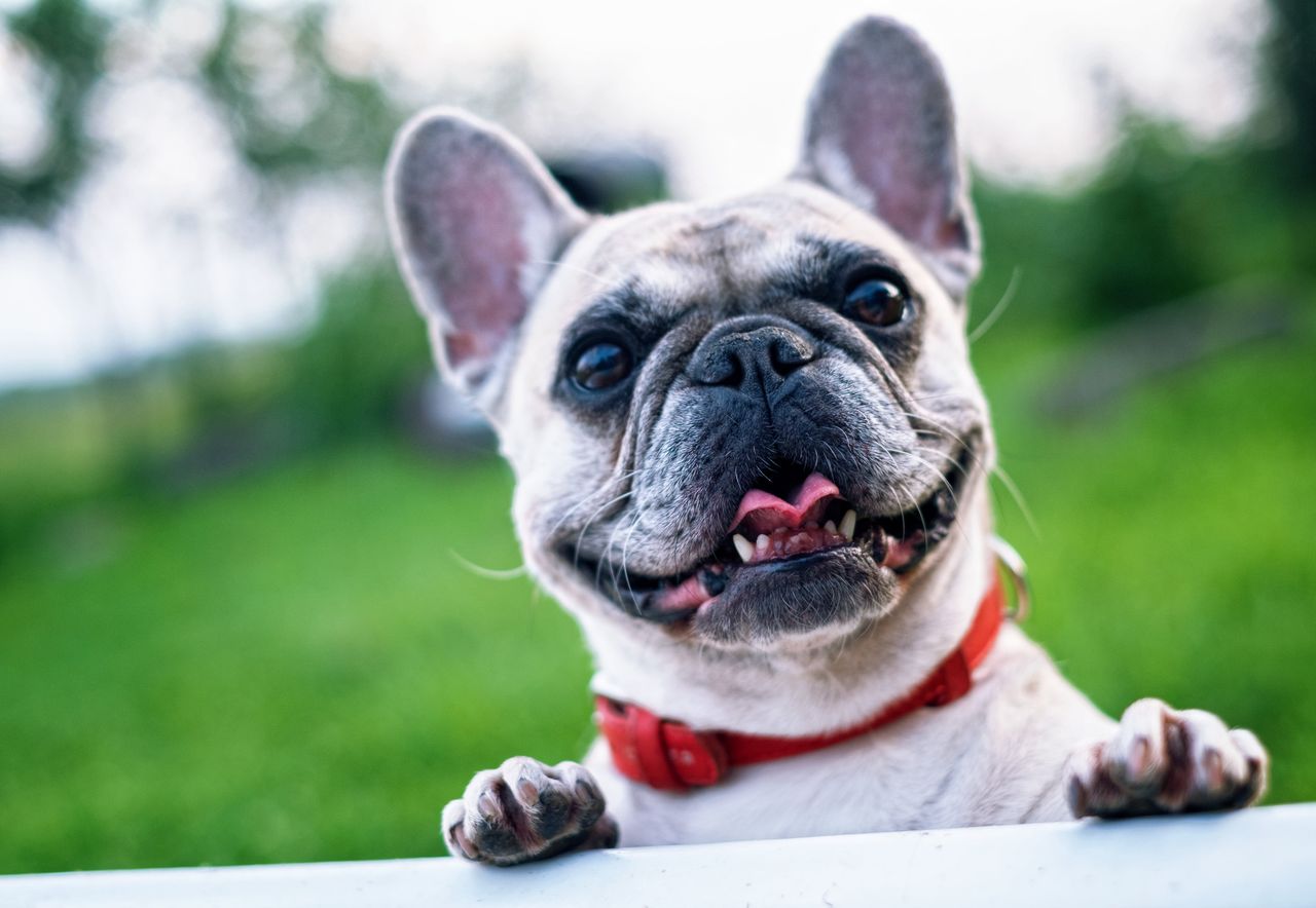 A happy French Bulldog with a red collar stands on its hind legs, peering over a ledge in a grassy outdoor setting.