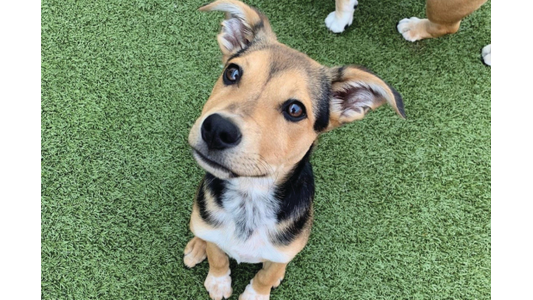 A puppy with brown and black fur sits on vibrant green grass, gazing up with curious eyes and perked ears.