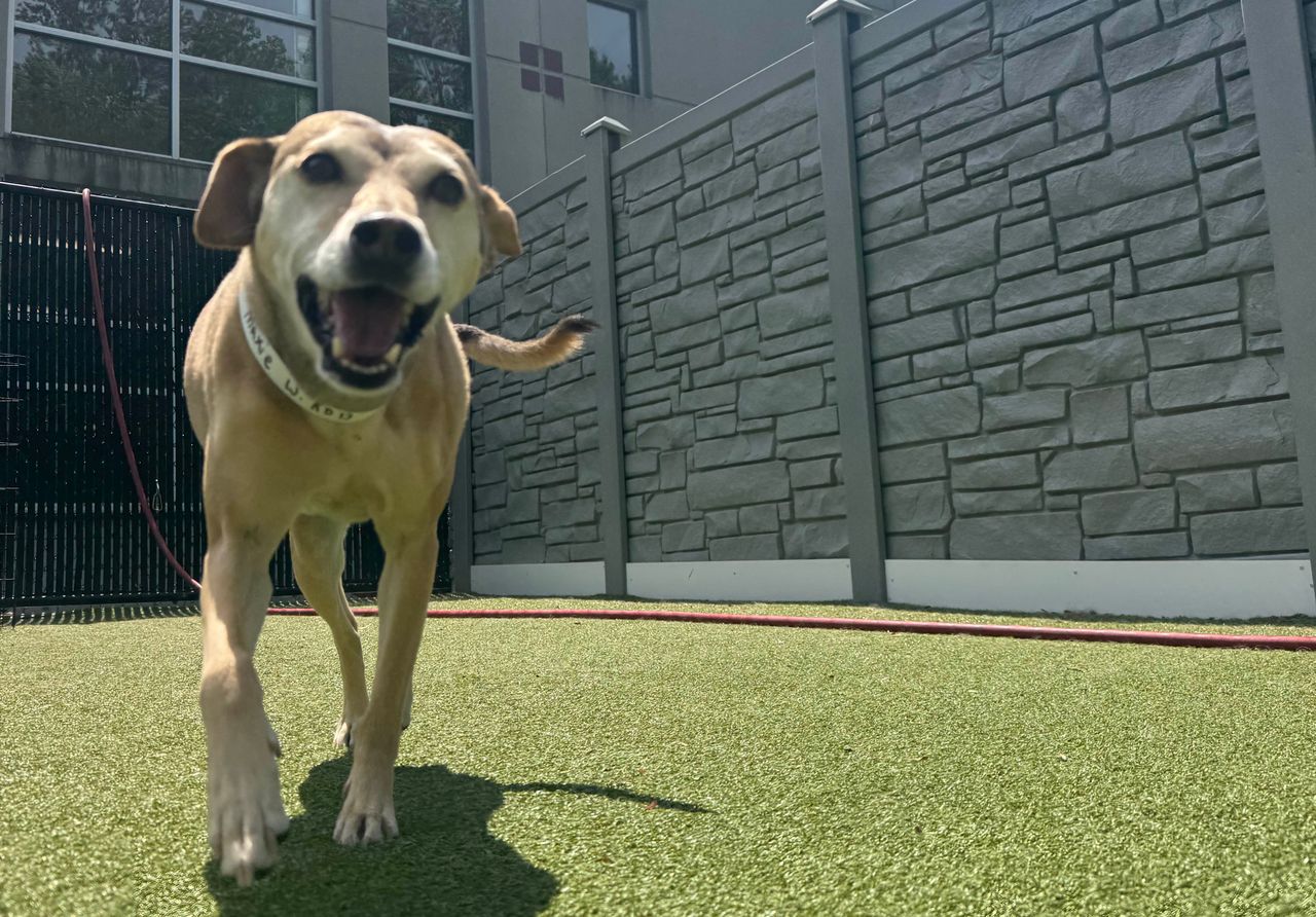 Dog running on grass