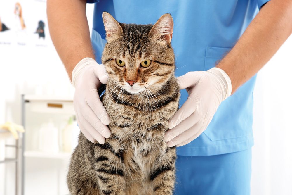 A veterinarian in a blue uniform and white gloves examines a tabby cat on a table in a bright veterinary office.