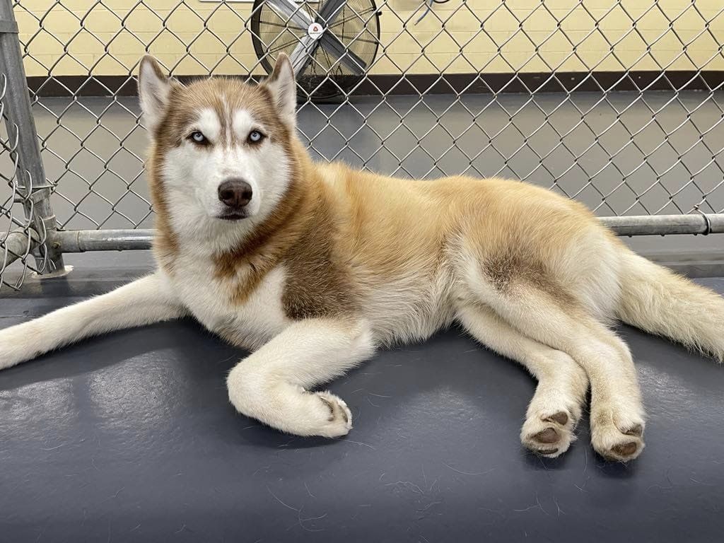 Siberian Husky with a brown and white coat laying on a blue mat, surrounded by a metal chain-link fence.