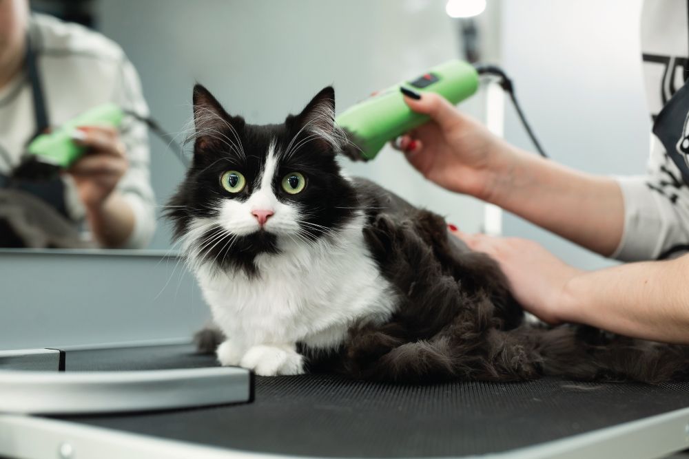 Black and white cat being groomed with clippers on a table, looking directly at the camera.