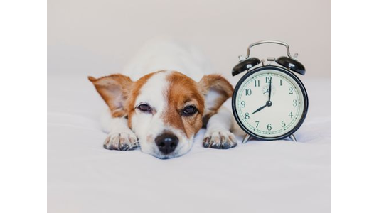 A brown and white dog lying on a bed next to a vintage alarm clock showing 7:00.