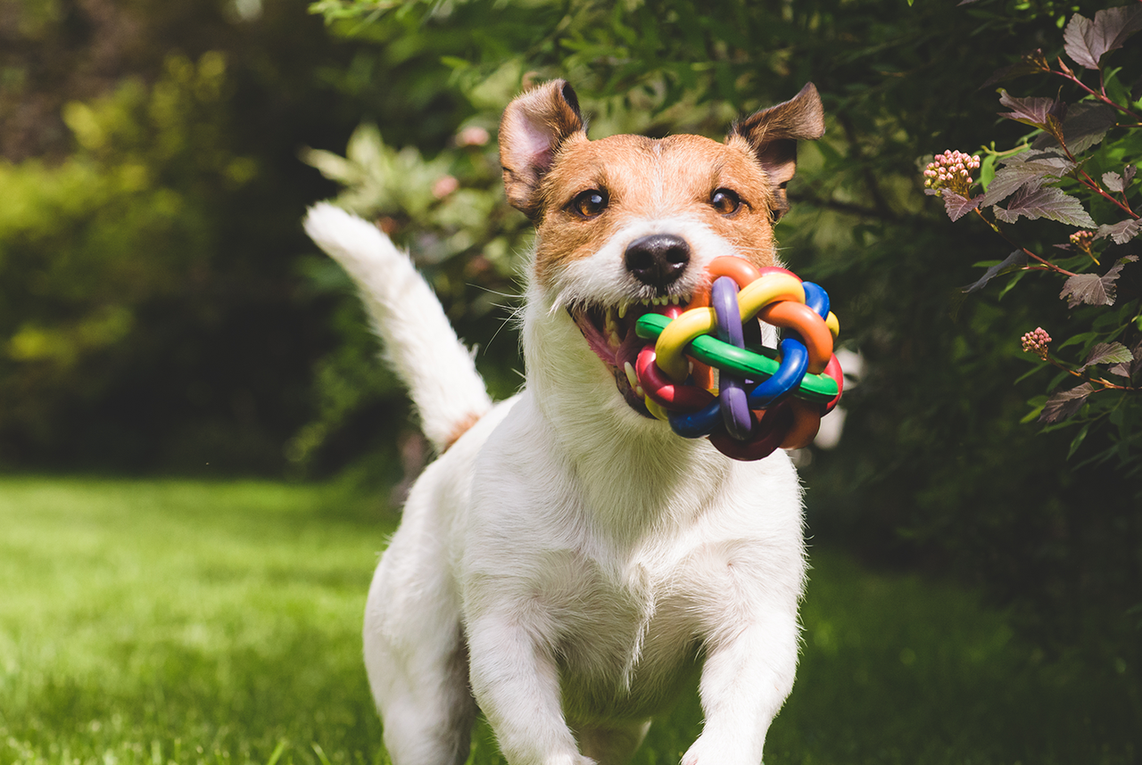 A playful dog runs on grass carrying a colorful toy ball in its mouth, surrounded by green foliage.