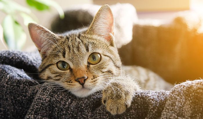 A tabby cat relaxing on a cozy gray blanket, bathed in warm sunlight, with a plant in the background.