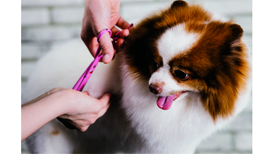 A fluffy brown and white Pomeranian dog being groomed with pink scissors, tongue out, looking content.