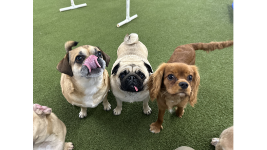 Three small dogs stand on green artificial turf, with one dog licking its nose and another extending its tongue.