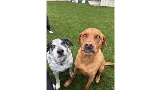 Two dogs sitting on grass, one with a black and white coat and the other with a reddish-brown coat, both looking up attentively.