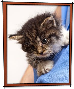 Fluffy kitten with striped fur and big eyes, cradled in a person's blue-shirted arm, inside a red-bordered frame.