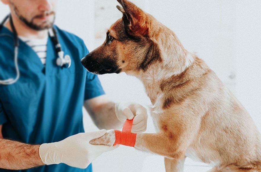 veterinarian in a blue coat shaving a dog for a surgical procedure at Stone Oak Veterinary Clinic