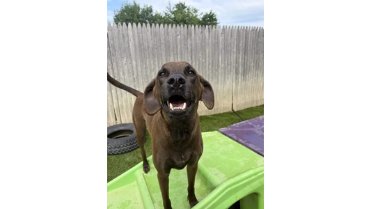 A happy brown dog with ears flopped stands on a green surface, tail up, in front of a wooden fence and a tire, with grass and sky in the background.