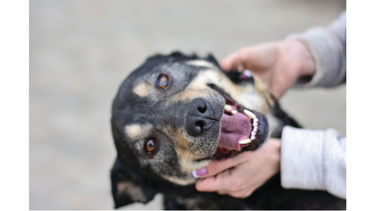 A happy dog with dark fur and tan markings is being affectionately held by a person with purple-painted nails.