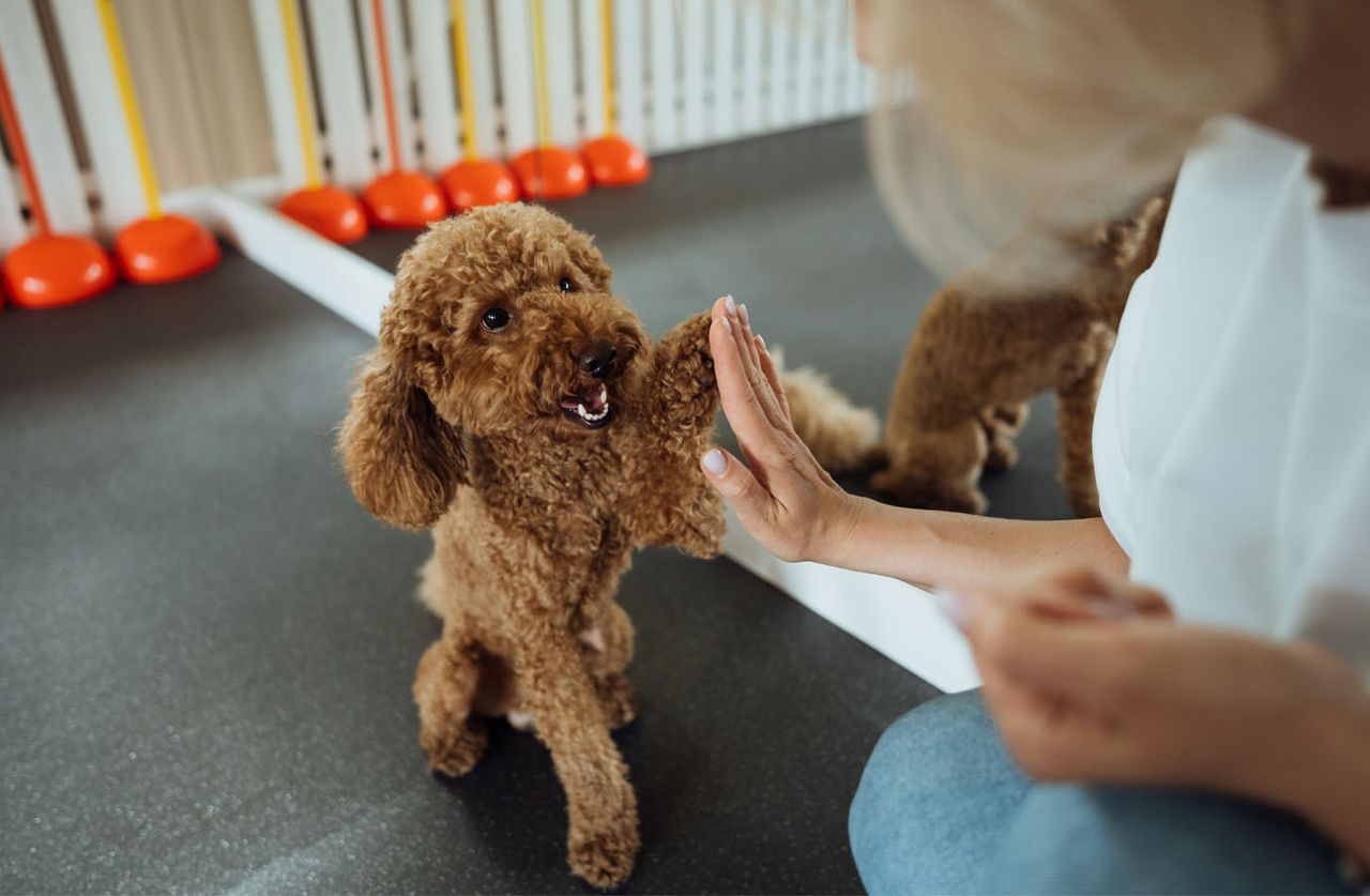 A brown poodle gives a high-five to a person, sitting next to a mirror, with colorful cones in the background.