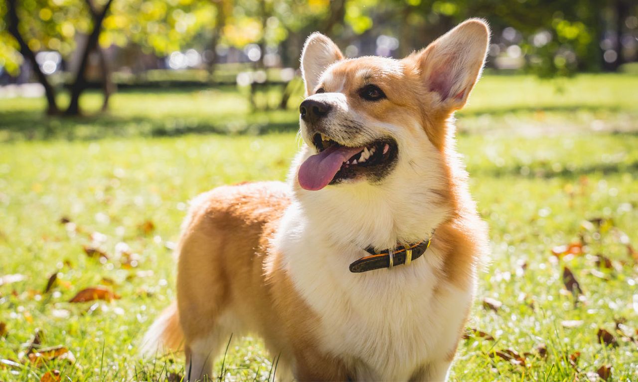 A happy corgi with a fluffy coat and a collar stands on green grass, tongue out, in a sunlit park with trees in the background.