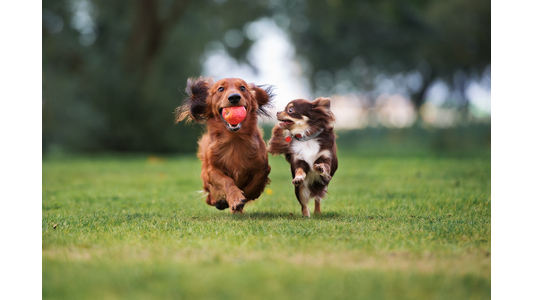 dogs playing