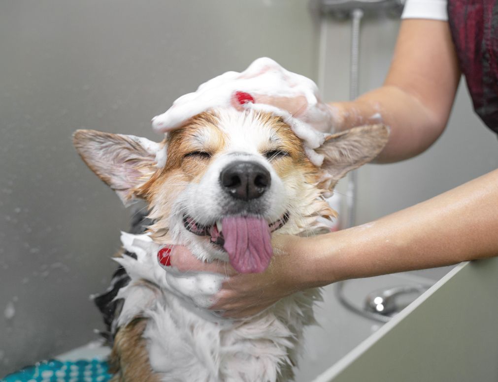 a Corgi looking blissfully relaxed during a bath, with its eyes closed and tongue happily hanging out while a groomer lathers its head and neck