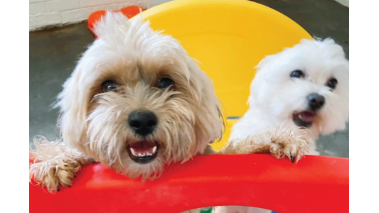 Two fluffy small dogs peering cheerfully over a red and yellow plastic play structure in an indoor dog daycare