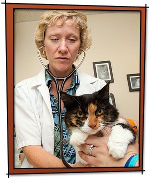 A veterinarian listens to a calico cat's heartbeat with a stethoscope in a clinic.