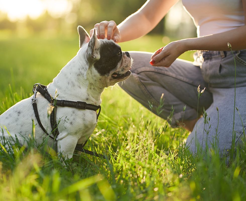 A person gently petting a French Bulldog wearing a harness while kneeling outdoors in a sunlit grassy field