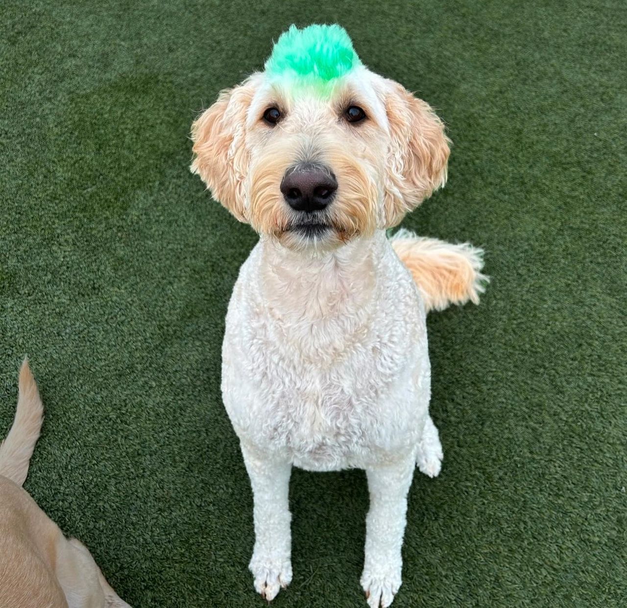 A curly-haired dog with a green mohawk sits on grass, looking up.