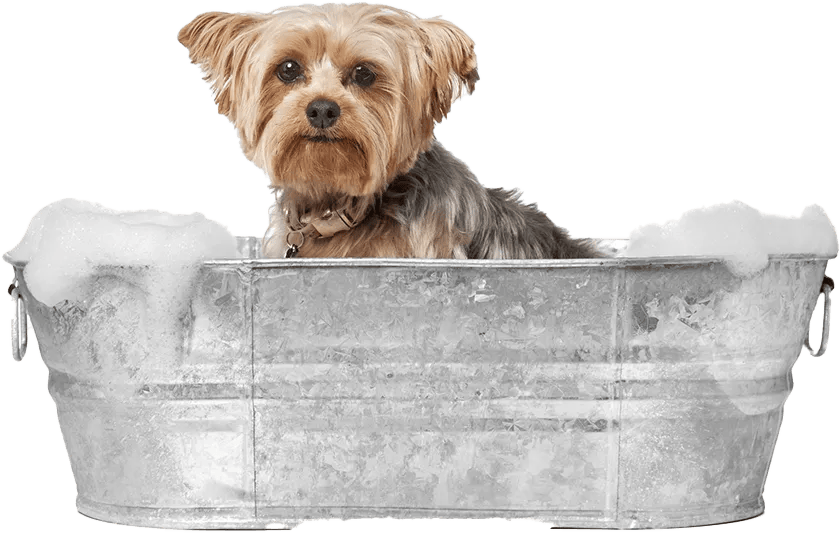 A small dog sitting in a metal tub filled with soapy water, looking forward.